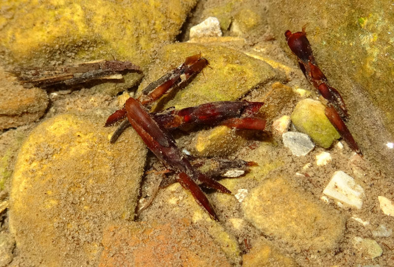 larve di tricottero Limnephilidae